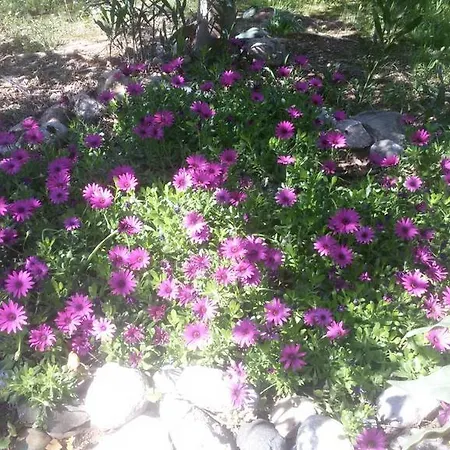 فندق مبيت وإفطار Cici's Pansion