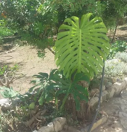 Bed & Breakfast Cici's Pansion Datca