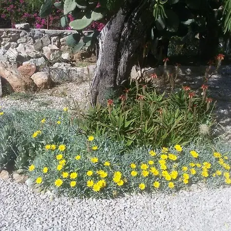 Cici's Pansion Datca
